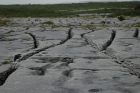 Sheshymore Limestone pavement exposes shallow water carbonates of the Brigantian, Slievenaglasha Formation. These classic kharstified exposures of tabular blocks of limestone pavement, Clints, are cut by vertical fractures, Grikes, which were widened by post glacial disolution (McNamara, & Hennessy, 2010). Fractures were intially established during Variscan folding (Coller, 1984).